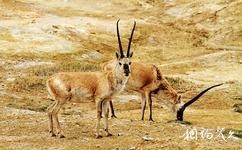 西藏色林错国家级自然保护区旅游攻略之藏羚