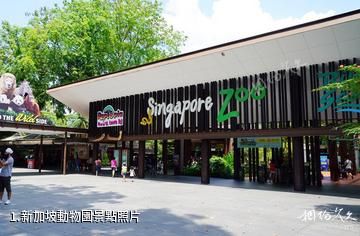 新加坡動物園照片