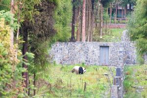 四川雅安寶興蜂桶寨旅遊攻略-蜂桶寨鄉景點排行榜