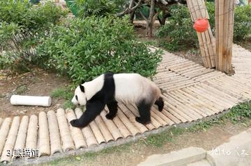 柳州动物园-熊猫馆照片