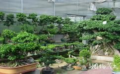 小湯山科技農業示範園旅遊攻略之榕樹盆景