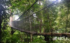 马来西亚姆禄国家公园旅游攻略之树冠天桥漫步