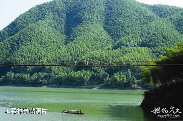 十堰九華山森林公園-森林照片