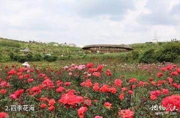 曲靖富源多乐原风景区-四季花海照片