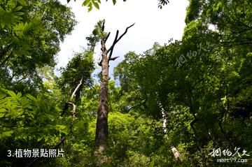 漢中五龍洞風景區-植物照片