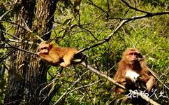 武夷山大安源旅游攻略之野生猴群