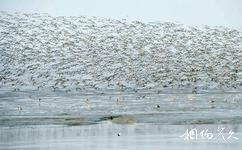 丹東鴨綠江口濕地旅遊攻略之鳥類