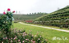 安化茶鄉花海生態文化體驗園旅遊攻略之玫瑰花園