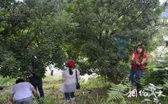 麻江藍莓生態旅遊攻略之採摘