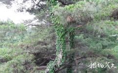 沂南孟良崮國家森林公園旅遊攻略之森林