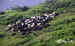 沁水示範牧場旅遊攻略之牛羊成群