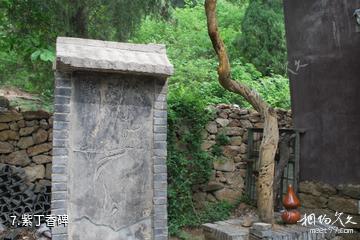 肥城云蒙山景区-紫丁香碑照片
