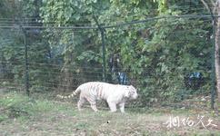 長沙生態動物園旅遊攻略之白虎