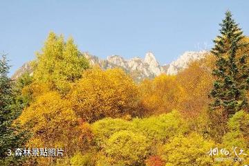 甘肅蓮花山國家級自然保護區-森林照片