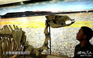 中科院新疆生地所標本館-生物展廳照片