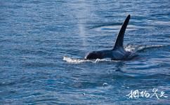 新西兰凯库拉镇旅游攻略之鲸鱼