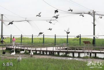大庆珰奈湿地-百鸟照片