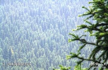 信陽市黃柏山國家森林公園-小林海照片