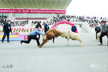 温泉县那达慕体育公园-斗羊照片