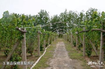華陰鴕鳥王生態園-果品採摘照片