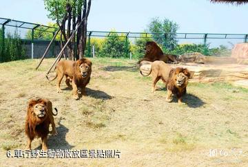 周口野生動物世界-車行野生動物散放區照片