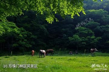 临江花山国家森林公园-珍珠门林区风景区照片