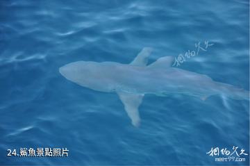 厄瓜多加拉帕戈斯群島-鯊魚照片