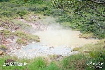 哥斯大黎加瓜納卡斯特自然保護區-植物照片