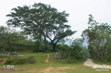 琼中百花岭风景区-鹿树照片