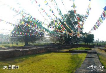 尼泊尔蓝毗尼园-菩提树照片