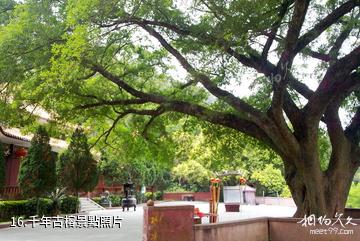 廣東神光山國家森林公園-千年古榕照片