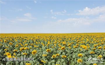福海黃花溝現代農業產業園-萬畝葵花照片