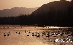 东营龙悦湖天鹅湖旅游攻略之天鹅凫水