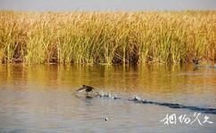 巴彦淖尔市镜湖生态旅游攻略之水鸟