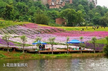 瀘州納溪花田酒地旅遊景區-花田照片