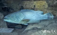 上海海洋水族馆旅游攻略之石斑鱼