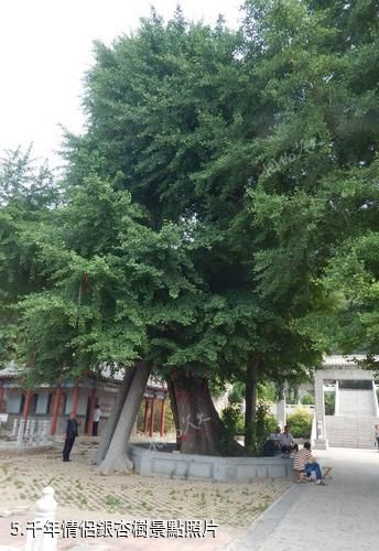 臨沂蘭陵文峰山-千年情侶銀杏樹照片