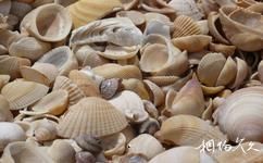 山东贝壳堤岛与湿地国家级自然保护区旅游攻略之贝壳