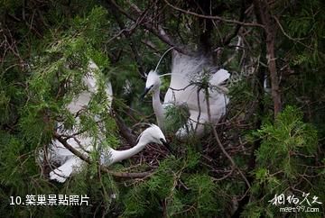 重慶三多橋白鷺園-築巢照片