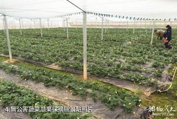 上荷塘寨春農場青蛙樂園-無公害蔬菜瓜果採摘區照片
