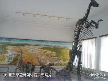 吉林大學博物館-巨型恐龍骨架化石照片