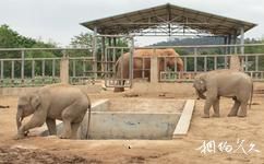 东莞香市动物园旅游攻略之亚洲象