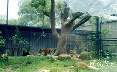 上海动物园旅游攻略之猛兽生态园