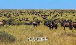 坦桑尼亚塞伦盖蒂国家公园驴友相册