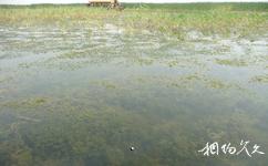 河北衡水湖国家级自然保护区旅游攻略之水生植物