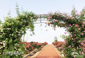 京山太子山月季園-月季照片