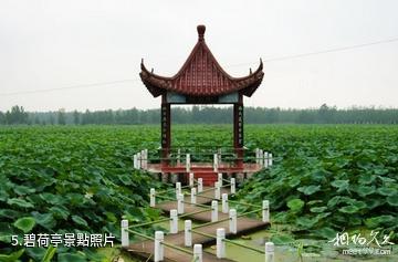 淮安金湖荷花盪景區-碧荷亭照片