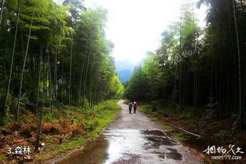 江西大茅山风景名胜区-森林照片