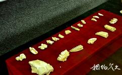 西安蓝田猿人遗址旅游攻略之动物牙齿化石