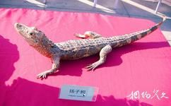 青岛水族馆旅游攻略之扬子鳄标本